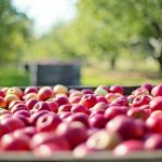 Doskonałe sposoby na produktywne przechowywanie nektarynek