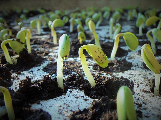 Kompleksowa ochrona herbicydowa rzepaku jesienią: klucz do sukcesu w uprawie